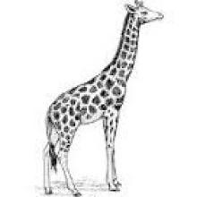 Clip art image of giraffe