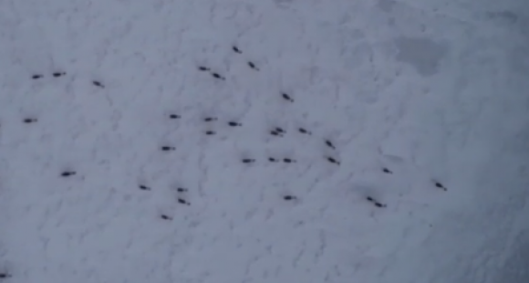 caribous migrating